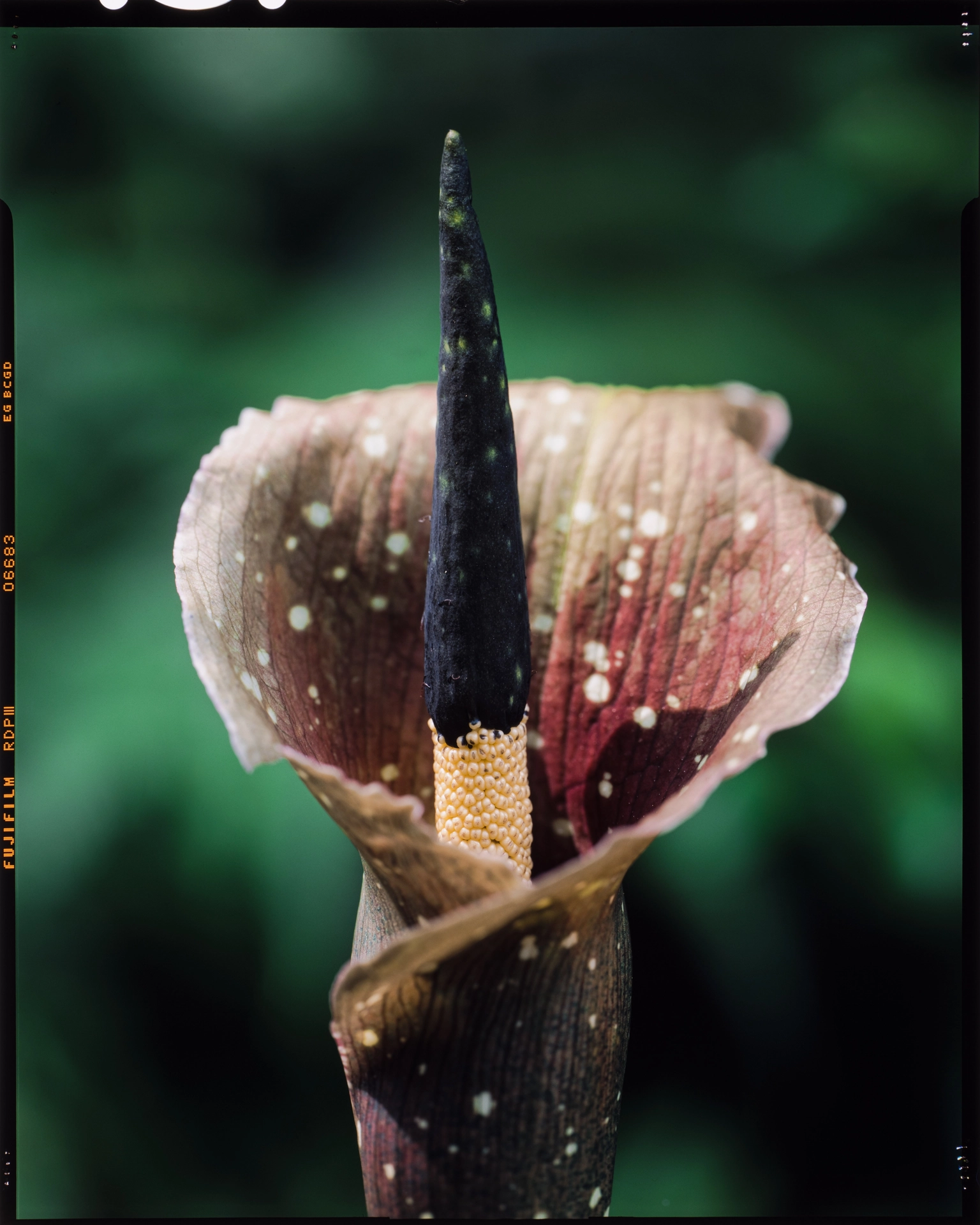 Amorphophallus kiusianus